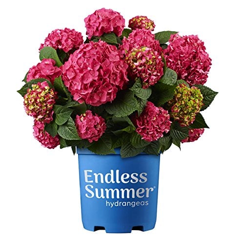 Premier Plant Solutions 21376 Summer Crush Hydrangea Macrophylla Flowering Shrub 3 Gallon Red