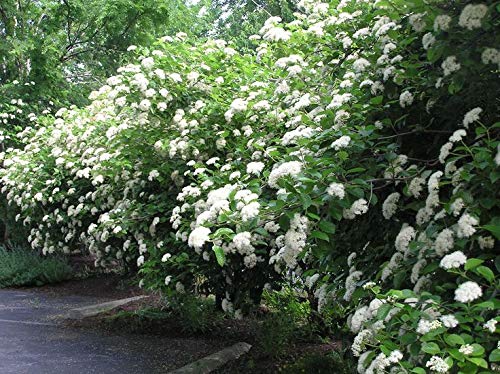 Chicago Lustre Viburnum - Live Plant Shipped 1 to 2 Feet Tall by DAS Farms (No California)