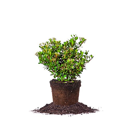 Perfect Plants Mrs. Schiller's Delight Viburnum Live Plant, 1 Gallon, Includes Care Guide