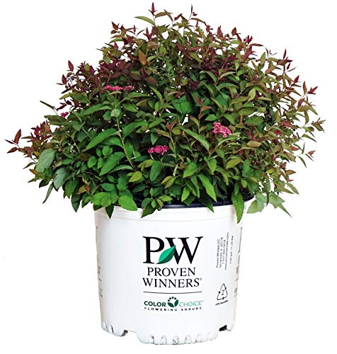 Proven Winners - Spiraea jap. Double Play Red (Spirea) Shrub, red flowers, #3 - Size Container