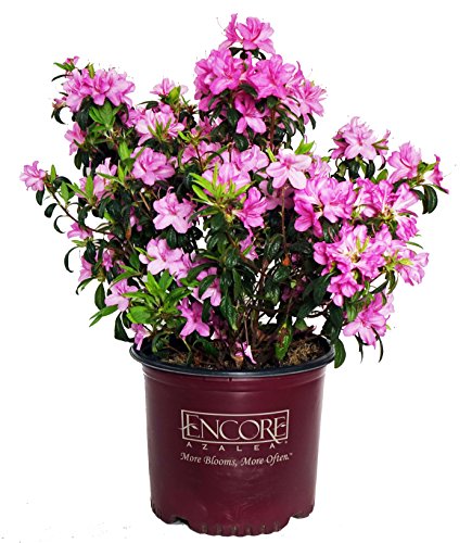 Azalea Encore Autumn Twist (Reblooming Azalea) Shrub, RB white/purple, #3 - Size Container