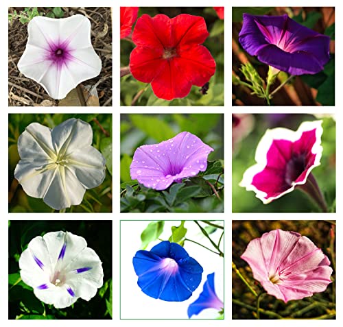 300+ Mixed Color Morning Glory Seeds for Planting, Wonderful Climbing Heirloom Vine - Morning Glory Non GMO Seeds, Beautiful Perennial Flowers