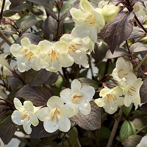 WINE & SPIRITS Weigela - Hardy - Proven Winners - 4" Pot