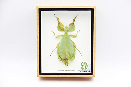 Leaf Insect Phylium Sicipholium Genuine Bug Green Brown Taxidermy Butterfly Insect Box Framed Display (Wooden Box)