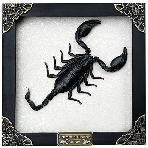 Real Framed Scorpion Handmade White Wooden Frame Shadow Box Dried Insect Taxidermy Dead Bug Taxidermy Specimen Display Wall Art Decoration K16-51-TR