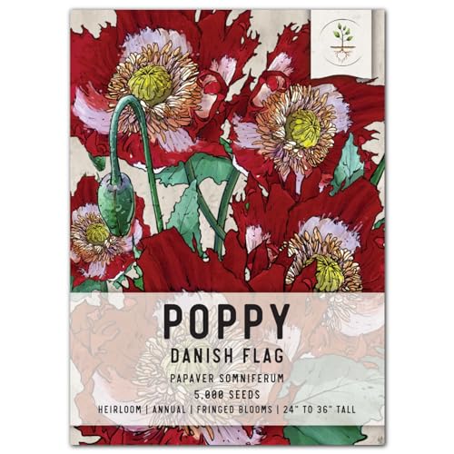 Seed Needs, Danish Flag Poppy Seeds for Planting (Papaver som.) Single Package of 5,000 Seeds