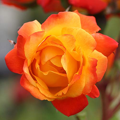 Piata Climbing Rose by Heirloom Roses - Climbing Roses Live Plants for Planting Outdoors