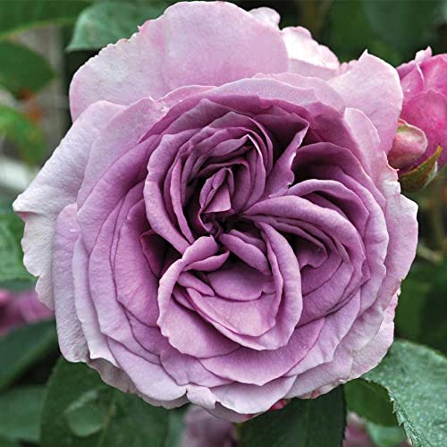 Heirloom Roses Climbing Rose - Arborose Quicksilver Climbing Rose Bushes, Purple Climbing Rose Plant, Live Plants for Outdoor Planting