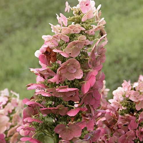 SPRING HILL NURSERIES - Ruby Slippers Dwarf Oakleaf Hydrangea - One of The Most Sought After Plants for Your Yard - One Plant Grown in a 4 inch Pot per Offer