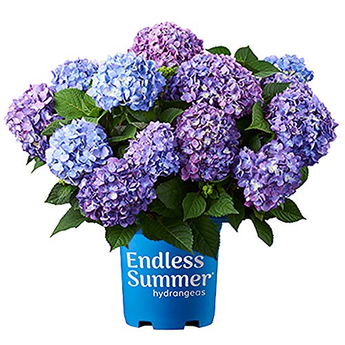 Endless Summer Bloomstruck Hydrangea, 2 gal. Pink and Purple Blooms