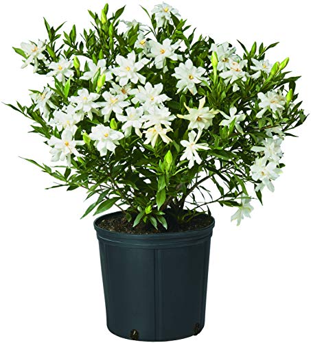 Shrub Frostproof Gardenia 2.5 Qt, White Blooms