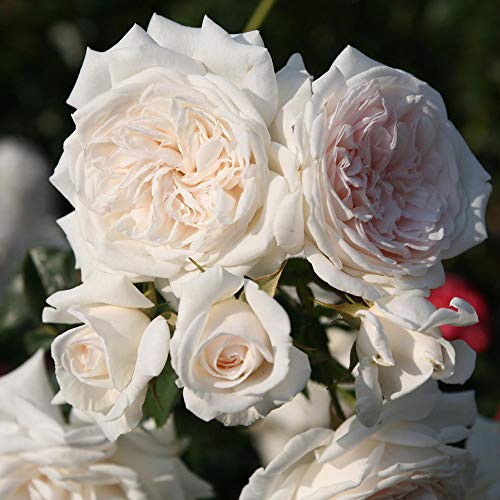 Arborose Honeymoon Climbing Rose by Heirloom Roses - White Roses Ready to Plant