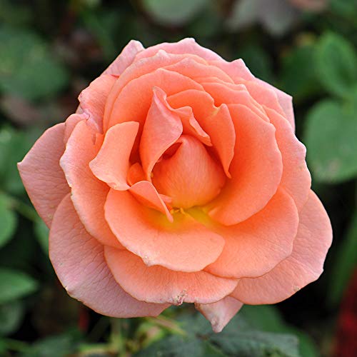 Heirloom Roses Rose Plant - The Jump for Joy Floribunda Rose Bush, Live Plants for Outdoors, One Gallon Own Root Bushes for Planting, Potted Outdoor Peachy Pink Flowers