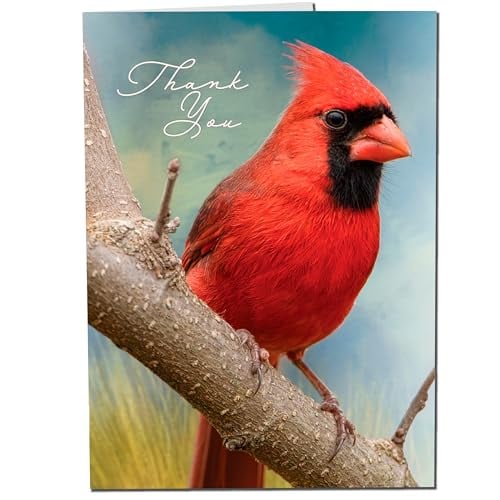 MPC Brands Cardinal Funeral Thank You Cards - Sympathy Bereavement Thank You Cards With Envelopes - Message Inside (Cardinal, 25)