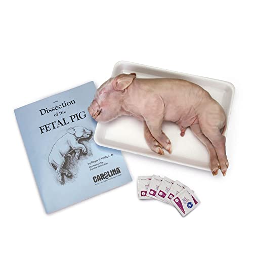 Carolina Pig Anatomy Dissection Kit