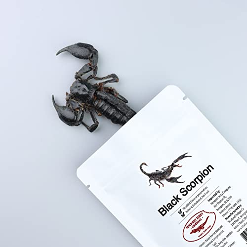Newport Jerky Company Edible Insects | Edible Black Forest Scorpion | Edible Bugs for Humans
