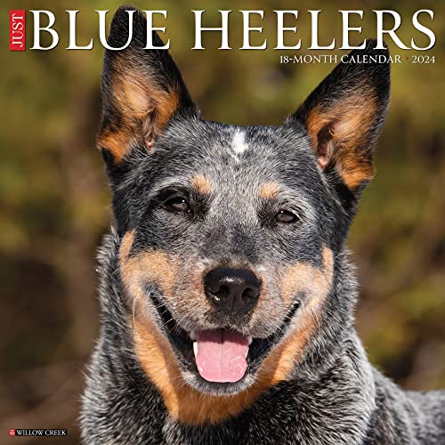 Just Blue Heelers 2024 Calendar
