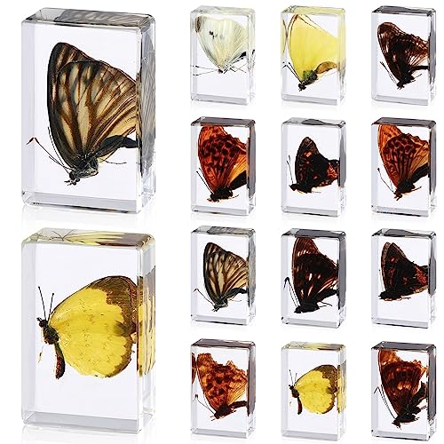 12 Pcs Butterfly Insect in Resin Specimen Bugs Collection Paperweights12 Styles Real Bug Specimen Bug Kit Preserved in Resin for Kids Scientific Educational Toy Display Supplies (Butterfly)