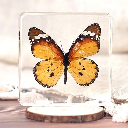 Real Butterfly Specimen Encased in Resin - Beautiful Butterfly Taxidermy for Display and Paperweight (Danaus Chrysippus 3 x 3 x 0.6 Inch)
