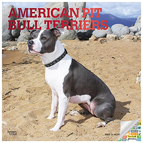 American Pit Bull Terriers 2022 12 x 12 Inch Monthly Square Wall Calendar with Foil Stamped Cover, Animals Dog Breeds DogDays