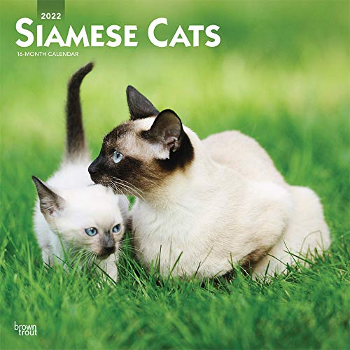 Siamese Cats 2022 12 x 12 Inch Monthly Square Wall Calendar, Animals Kittens Feline