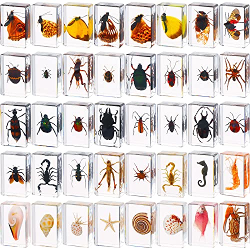 40 Pcs Insect in Resin Specimen Bugs Collection Paperweights Real Bugs in Resin Various Insect Specimen Bug Preserved in Resin Bugs Collection for Kids Scientific Educational Supplies Bugs Display