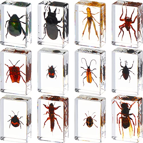 12 Pcs Insect in Resin Specimen Bugs Collection Paperweights Arachnid Resin Specimen Different Insect Specimen Bug Preserved in Resin for Kids Scientific Educational Toy, 12 Styles (Insect)