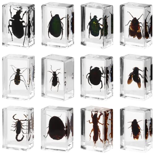 12 Pcs Insect in Resin Specimen Bugs,Bug Collection Paperweights, Real Bugs Preserved in Resin, Scientific Educational for Men Women