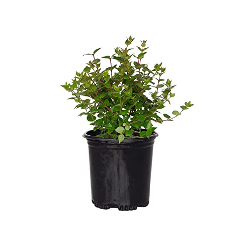 Rose Creek Abelia (2.5 Quart) - Easy to Care for Dense Evergreen Shrub