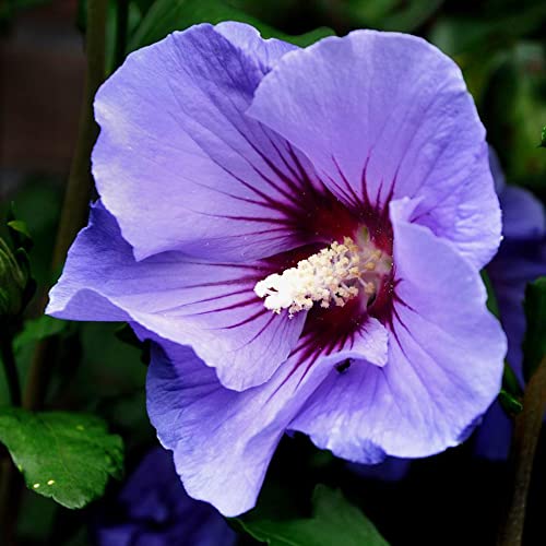 Purple Rose of Sharon Seeds Hibiscus Syriacus Deciduous Shrub Attracts Hummingbirds Easy to Care Drought & Heat Tolerant Specimen Screen Outdoor 50Pcs Flower Seeds by YEGAOL Garden