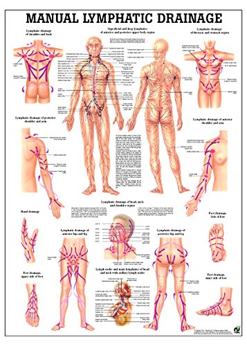 Lymphatic Drainage Laminated Anatomy Chart
