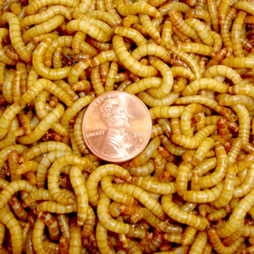 BASSETT'S CRICKET RANCH 2100 Live Mealworms, Organically Grown