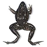 Perfect Solution Preserved Jumbo Frog, 3-4", Plain, Pail