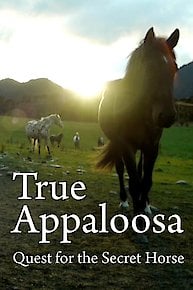 True Appaloosa