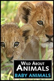 Wild About Animals: Baby Animals