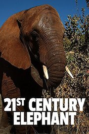 21st Century Elephant