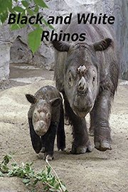 Black and White Rhinos