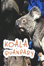 Koala Quandary