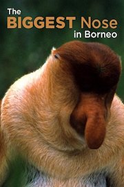 Biggest Nose In Borneo