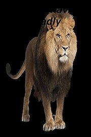 Lions Behaving Badly