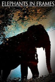 Elephants in Frames