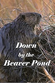 Down by the Beaver Pond