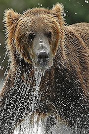 Dream Trip to Alaska