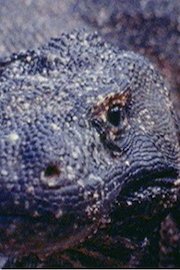 Alby Mangels Adventure Bound Episode 6 KOMODO DRAGON LIZARDS - INDONESIA