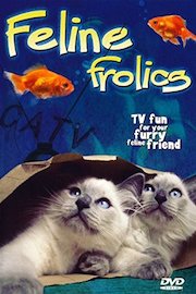 Feline Frolics: TV Fun For Your Cat