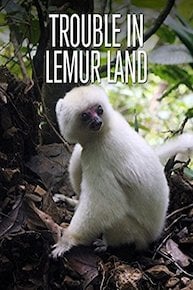 Trouble in Lemur Land