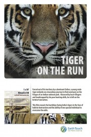 Tiger on the Run