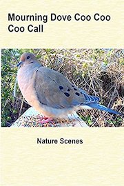 Mourning Dove Coo Coo Coo Call