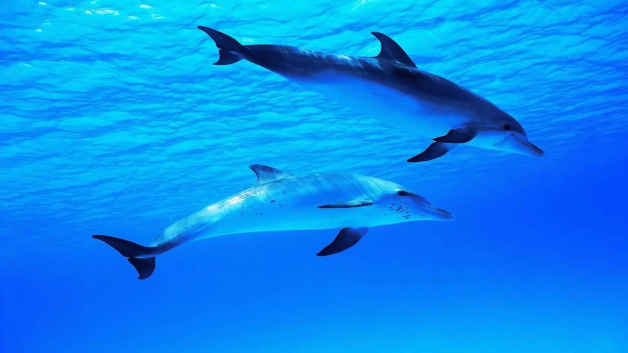 Underwater Swimming Dolphin 8 Hour Ambient Video for Relaxing and Meditation