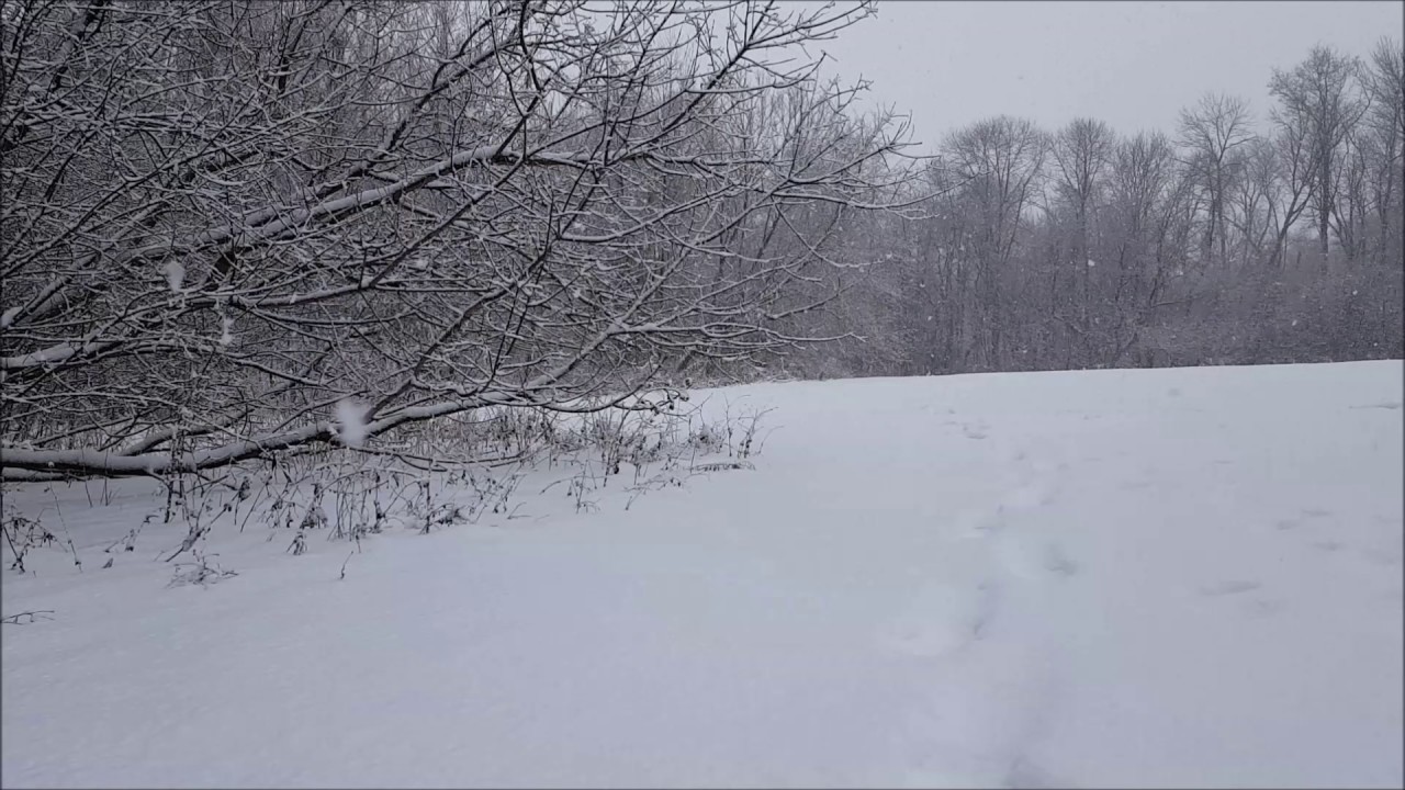 Relaxation and Sleep Snow Falling 8 hours Calming Nature Sound Healing and Stress Relief Super Dark